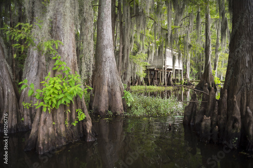 Scenic view of swampland in the American South with traditional shack on stilts among the roots of bald cypress trees and Spanish moss in Caddo Lake, on the Texas - Louisiana border