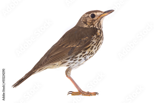 Song Thrush (Turdus philomelos)