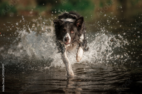 Border collie dog running in the water