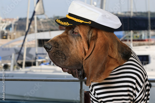 Bloodhound dog in a marine uniform