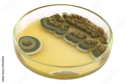 Colonies of allergenic mould Penicillium on a petri dish (agar plate) manually isolated on a white background. This microbe is an antibacterial antibiotic penicillin producer.