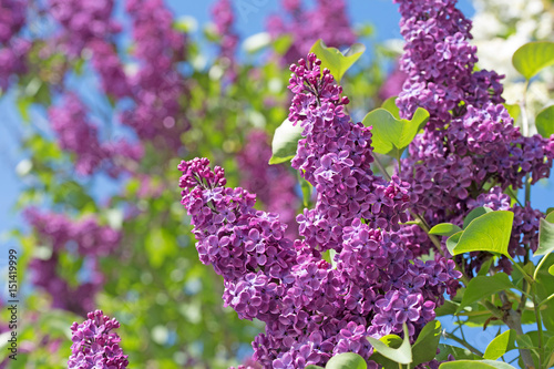 Flieder, Syringa, Lilac