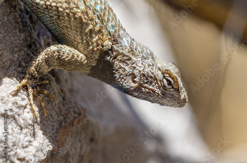 Lizard sun basking on a rock