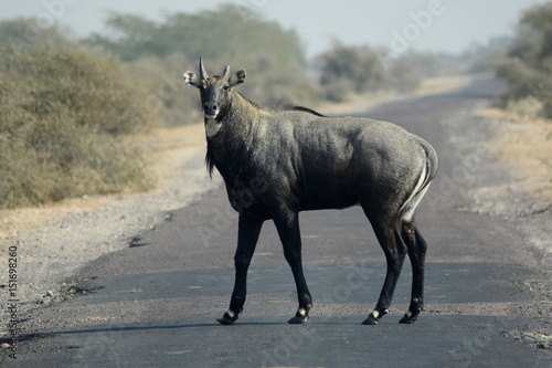 commonly wild animals NIGAI