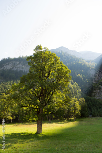 Baum in der Berglandschaft