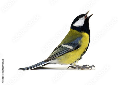 bogatka, Parus major