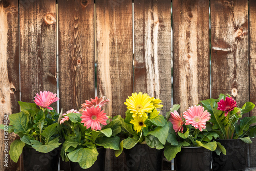 Six pots of gerbera daisies in front of a rustic plank wall.