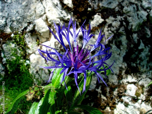 Alpejskie dzikie kwiaty - Chaber górski "Centaurea montana" - super tło