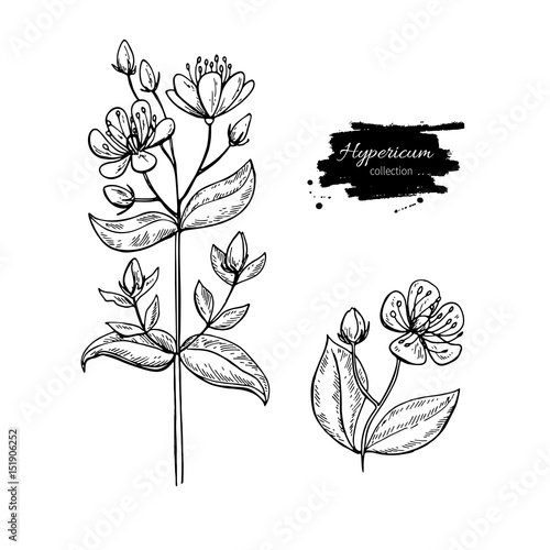 St. John's wort vector drawing set. Isolated hypericum wild flower and leaves. Herbal engraved style illustration