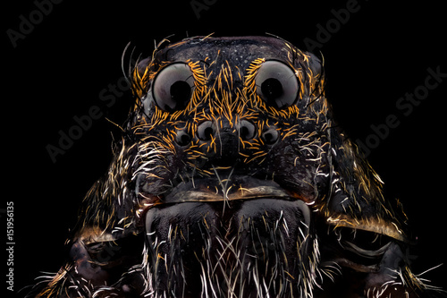 Portrait of a wolf spider magnified 10 times. Real life frame width is 2.2mm.
