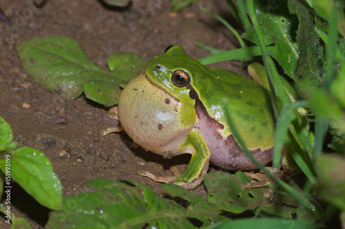 Male of Italian tree frog (Hyla intermedia) calling with vocal sac during the breedin season near a water pond 