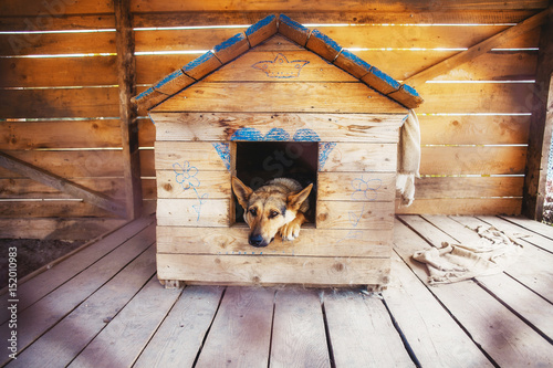Lonely dog watching out of his kennel