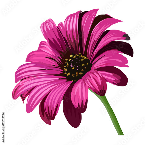 Flower of gerbera on a white background. Daisy.