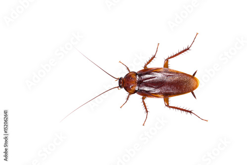 Insect cockroach isolated on a white background.