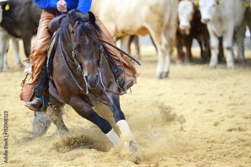 cutting, brown quarter horse in a cutting competition inside in full action