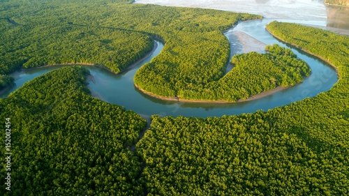 Aerial mangrove forest view