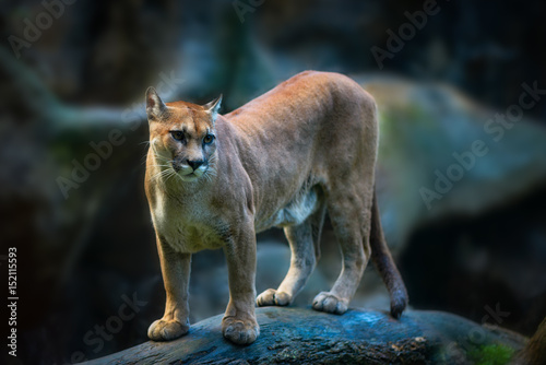 Puma Big Cat Costa Rica