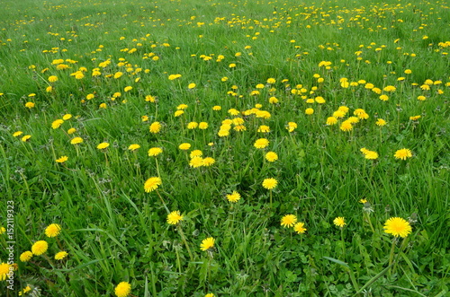 Mniszki kwitnące wiosną/Dandelions blowing in spring
