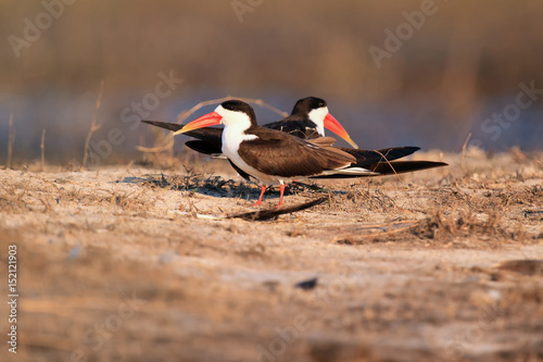 The African skimmer (Rynchops flavirostris), pair sitting on the shore