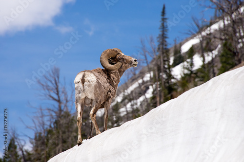 mountain sheep on snow bank