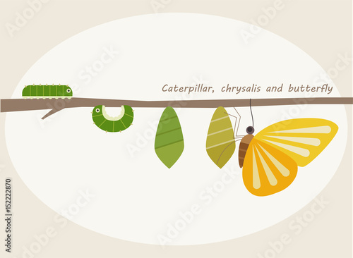 insect butterfly step illustration
