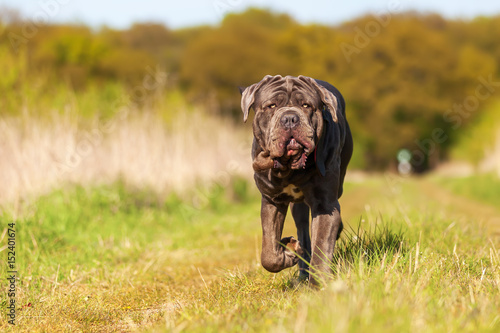 Neapolitan Mastiff on a meadow