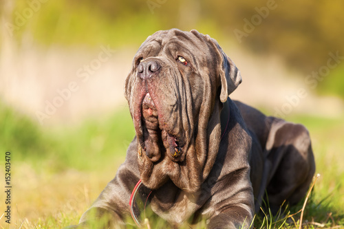 Neapolitan Mastiff on a meadow