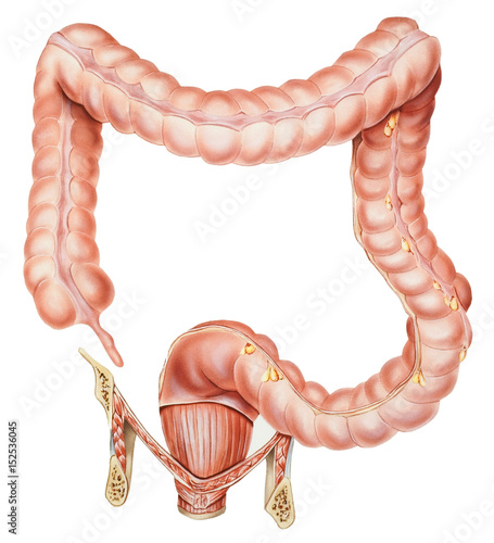 Normal human anatomy of an appendix, colon, and rectum (male or female)..