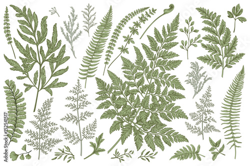 Set of fern leaves.