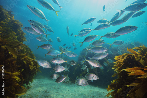 School of New Zealand trevally Pseudocaranx dentex above sandy bottom with kelp forest of Ecklonia radiata around and in background.