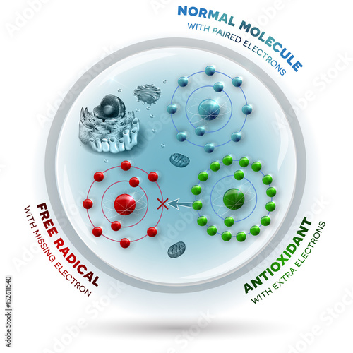 How antioxidant works against free radicals. Antioxidant donates missing electron to Free radical, now all electrons are paired.