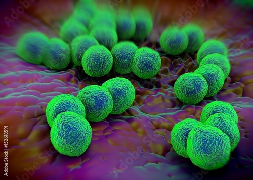 3d rendering - Neisseria gonorrhoeae bacteria