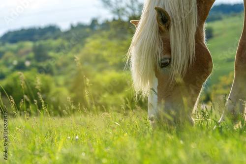 Horse grazing in a pasture with grass