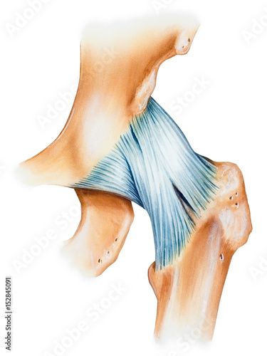 The hip joint capsule ligaments, anterior view. Shown are the iliofemoral ligament (also known as the Y-shaped ligament of Bigelow) (above) and the pubofemoral ligament (below).