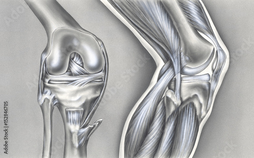 Bony and muscular views of the human knee