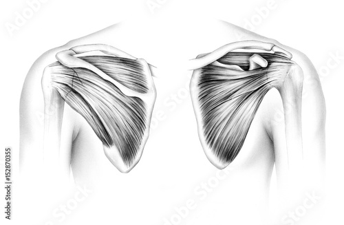 Scapula - Tendons. Human scapula tendons and muscles, front (right) and back (left).