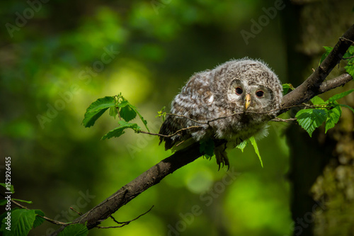 Ural owl (Strix uralensis) - Puszczyk uralski