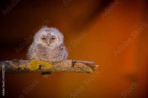 Tawny owl (Strix aluco) - Puszczyk zwyczajny