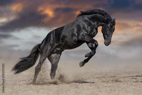 Black horse stallion play and jump in desert dust