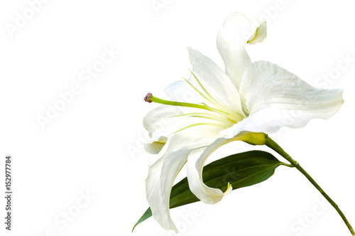 White lily flower closeup isolated on white