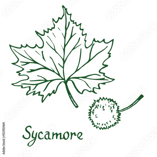 Sycamore (american sycamore tree platanus occidentalis) Leaf and fruit, hand drawn doodle, sketch in pop art style, vector illustration