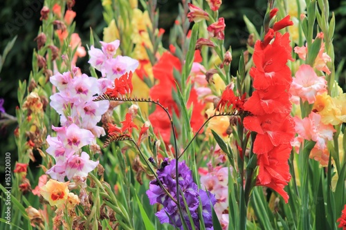 gladiolus gladioli flower growing spring summer, Gladiolus is a genus of perennial cormous flowering plants in the iris family. also called the 'sword lily' stock photo photograph image picture