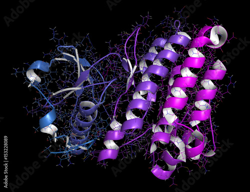 Anaplastic lymphoma kinase (ALK, tyrosine kinase domain) protein. Shown in complex with the inhibitor crizotinib. 3D rendering based on protein data bank entry 2xp2.
