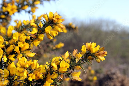 Flowering common gorse (Ulex europaeus) - a spiky thorn covered plant with bright yellow flowers