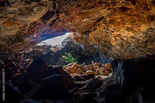 Plant hit by sunlight at Ana Te Pahu Cave - Easter Island, Chile