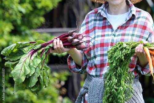 Ekologiczne warzywa prosto z grządki. Ogrodnik trzyma w dłoni marchew i buraki