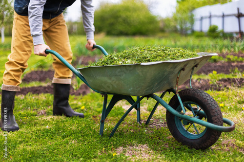 Farmer is holding old wheelbarrow full of grass at green summer garden background.