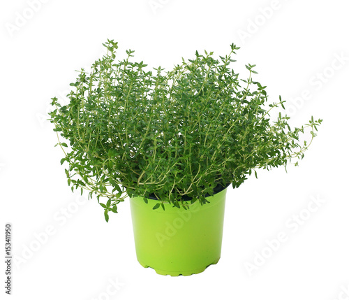 Thyme / Thymus vulgaris in a pot