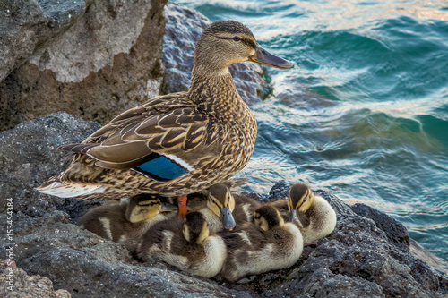 Mamma anatra con i suoi anatroccoli