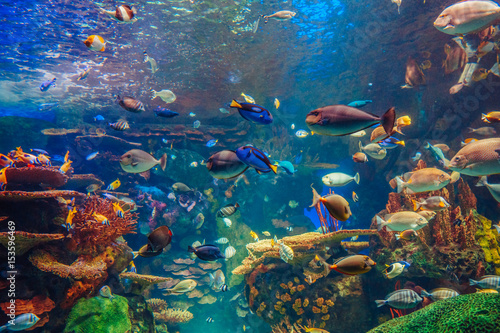 Ławica grupy wielu czerwonych żółtych tropikalnych ryb w niebieskiej wodzie z rafą koralową, kolorowy podwodny świat, miejsce na tekst, tapeta